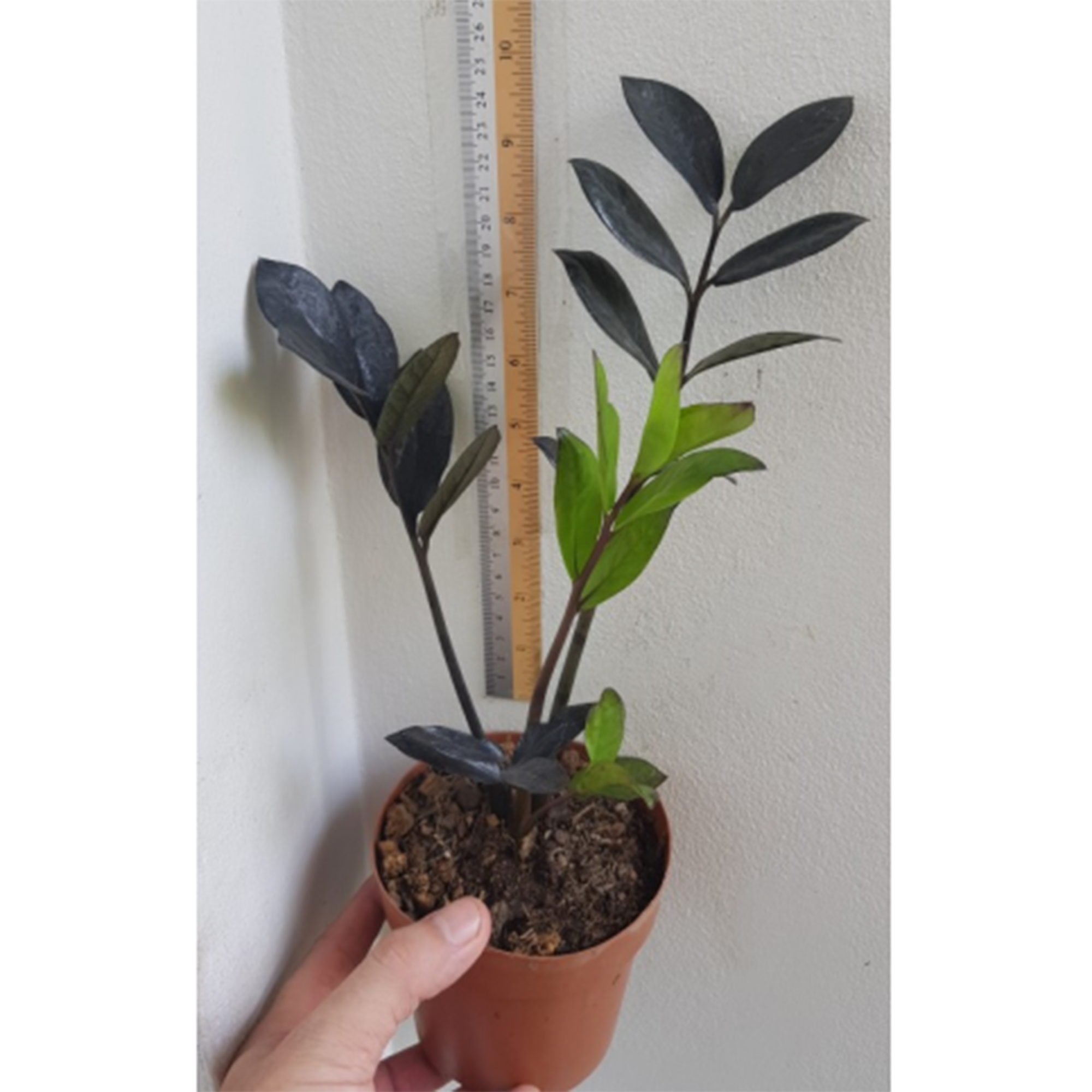 Zamioculcas Black Dragon Botgarden