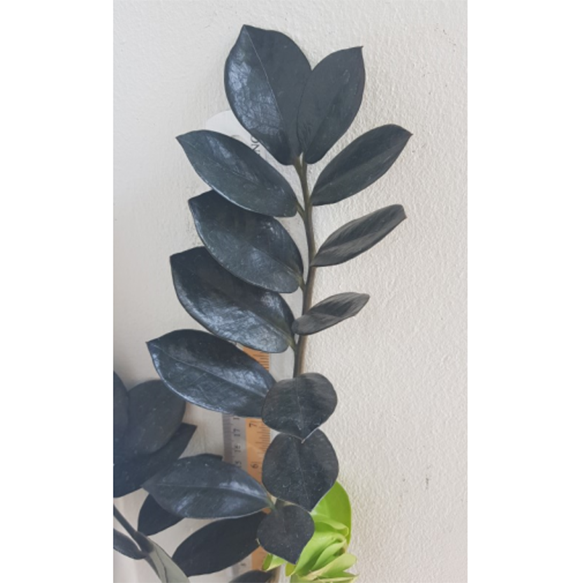 Zamioculcas Black Dragon Botgarden