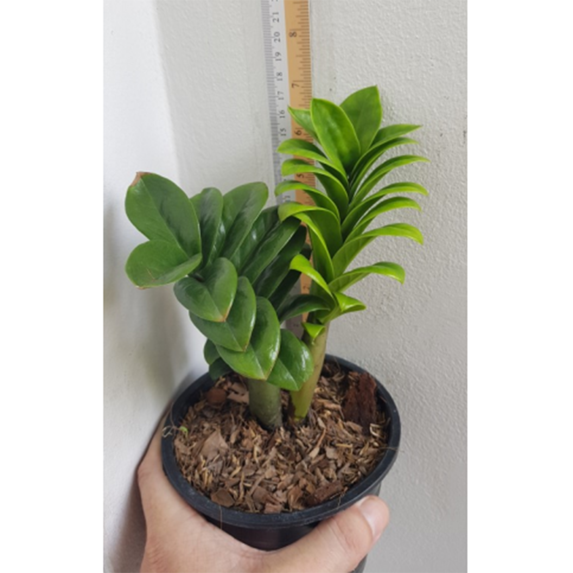 Zamioculcas Little Baby Botgarden