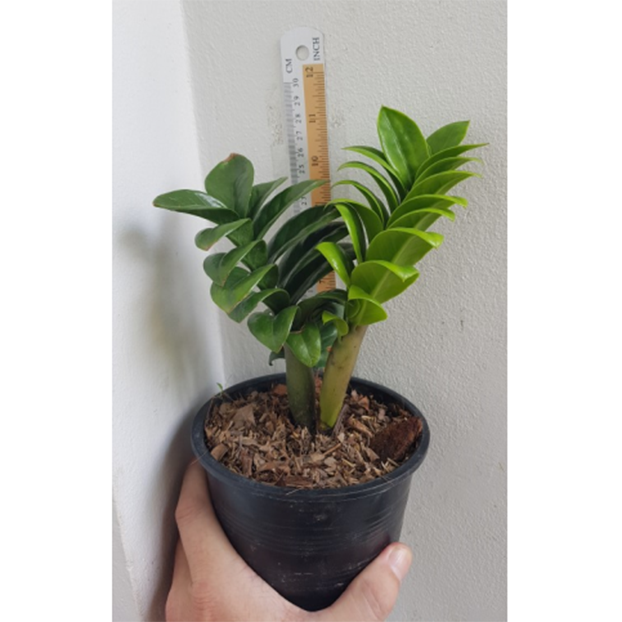 Zamioculcas Little Baby Botgarden