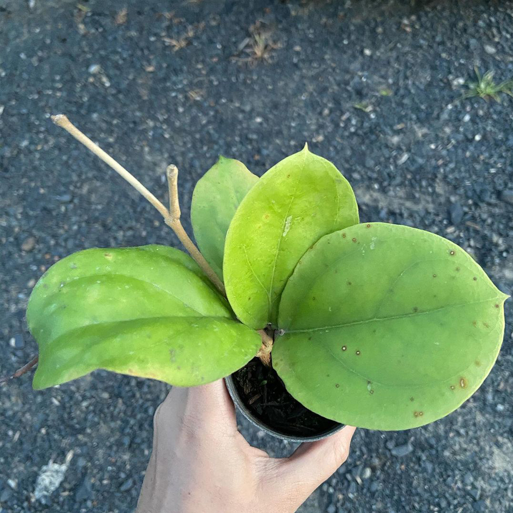 Hoya lambii for sale 1