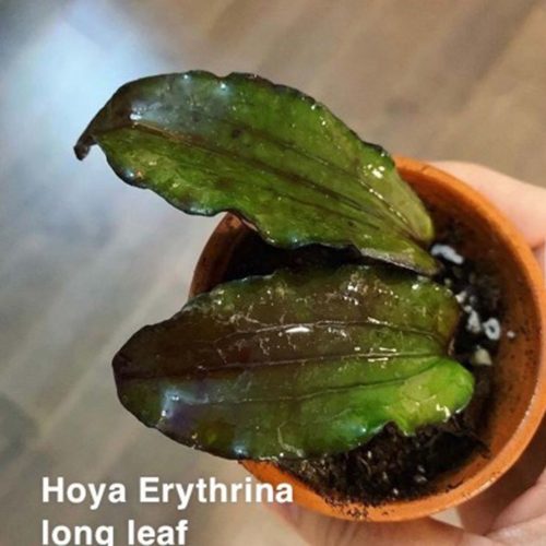 Hoya erythrina long leaf