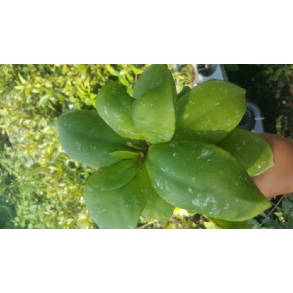 Hoya mitrata