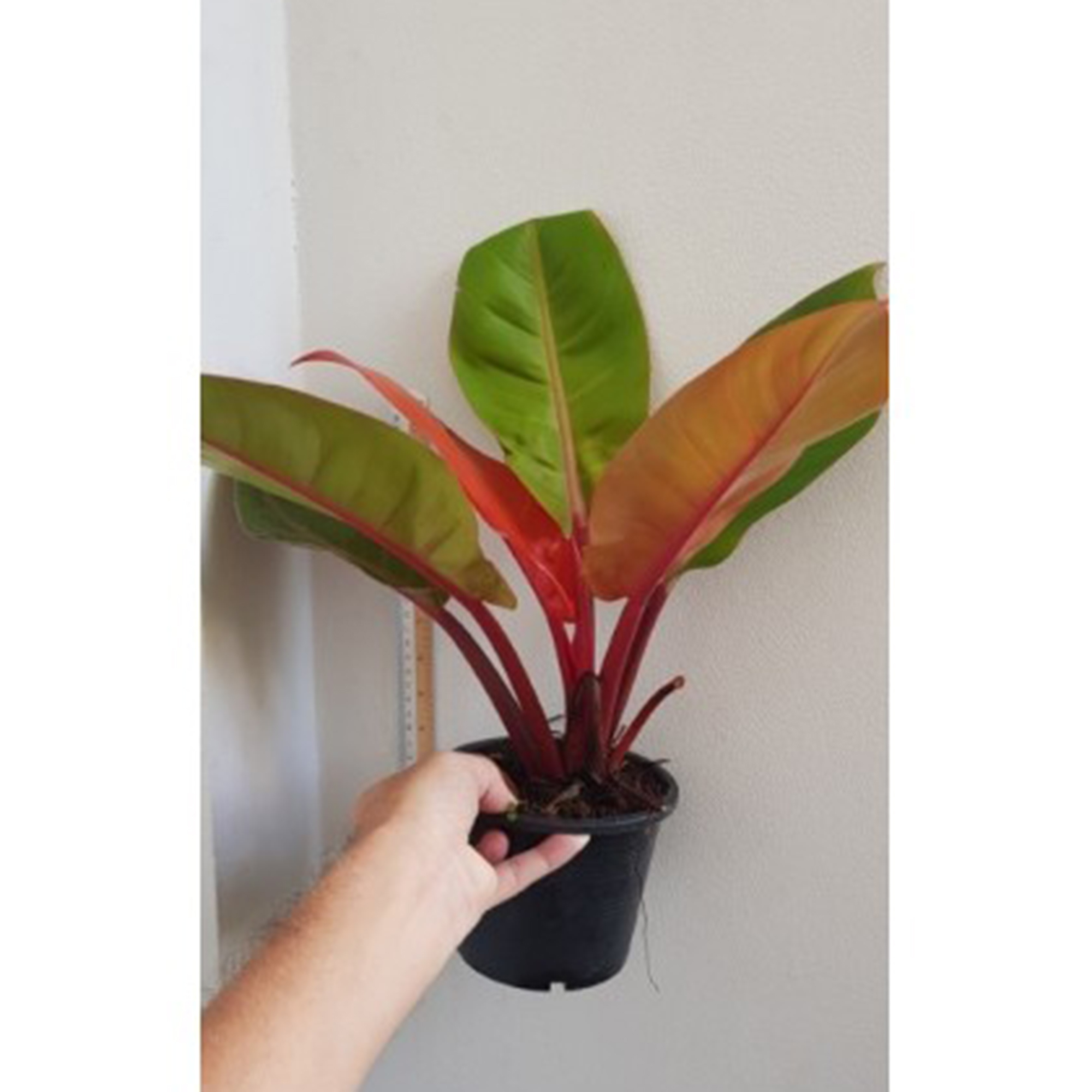 Philodendron Prince Of Orange Botgarden