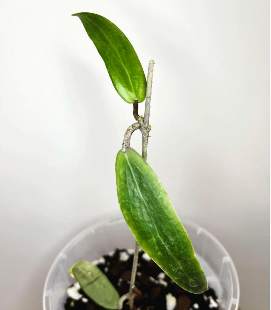 Hoya Blashernaezii - BOTGarden