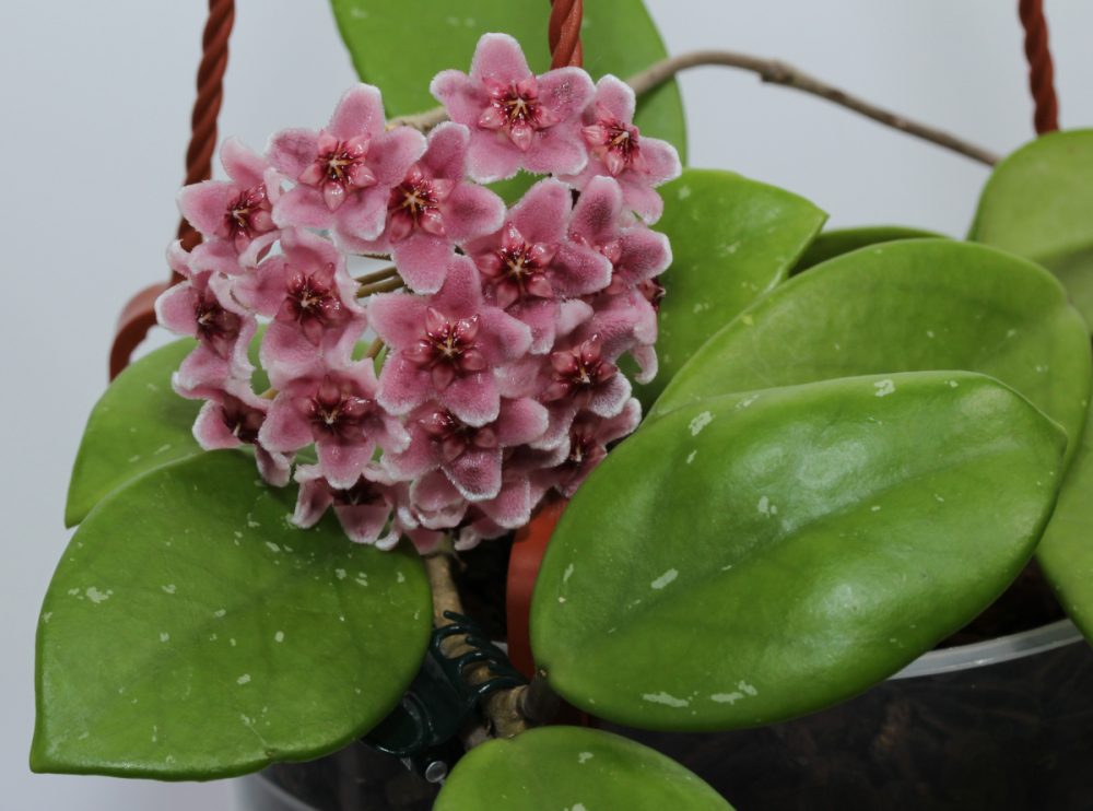 Hoya carnosa shocking pink