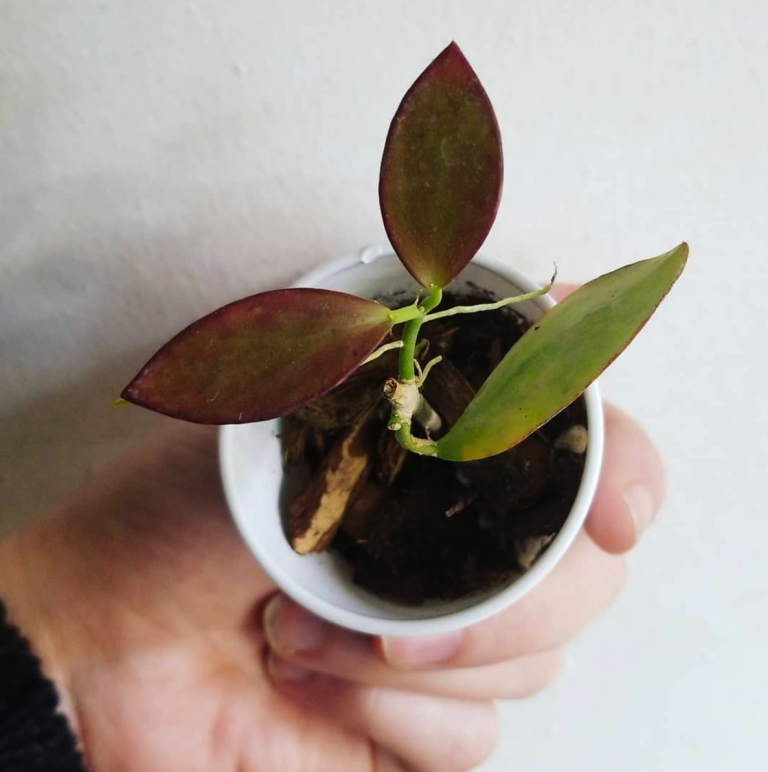 Hoya Collina - BOTGarden