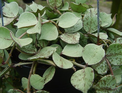 Hoya curtisii silver