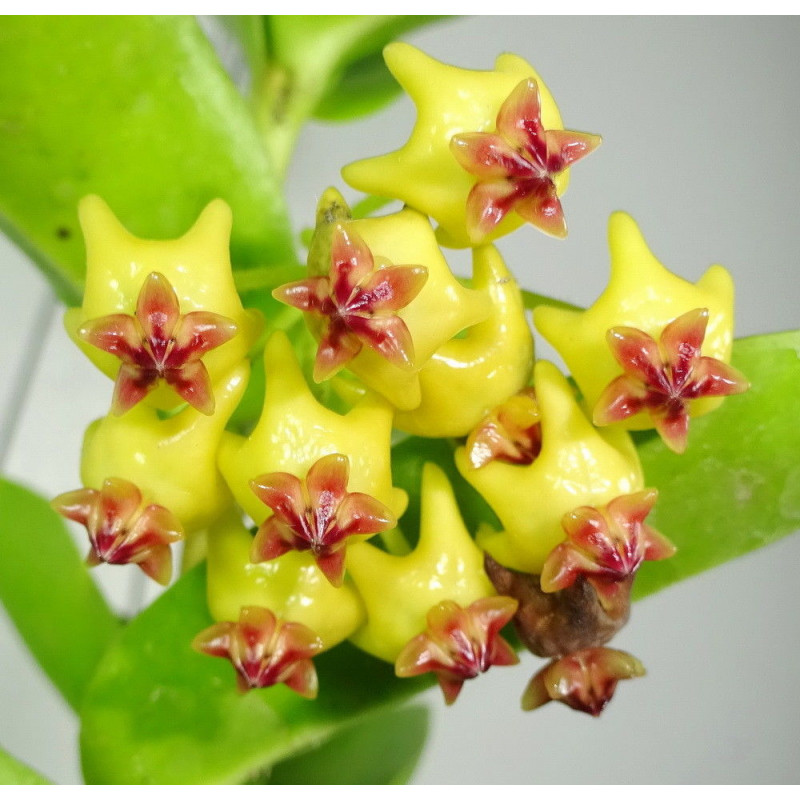 Hoya Densifolia