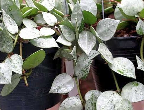 Hoya lacunosa louisa's splash