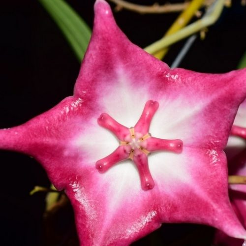 Hoya macgillivrayi lite pink