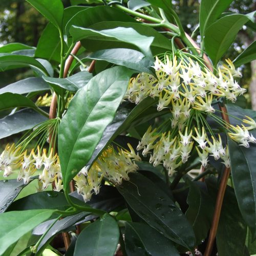 Hoya multiflora