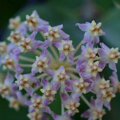 Hoya myrmecopa purple