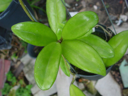 Hoya oreogena