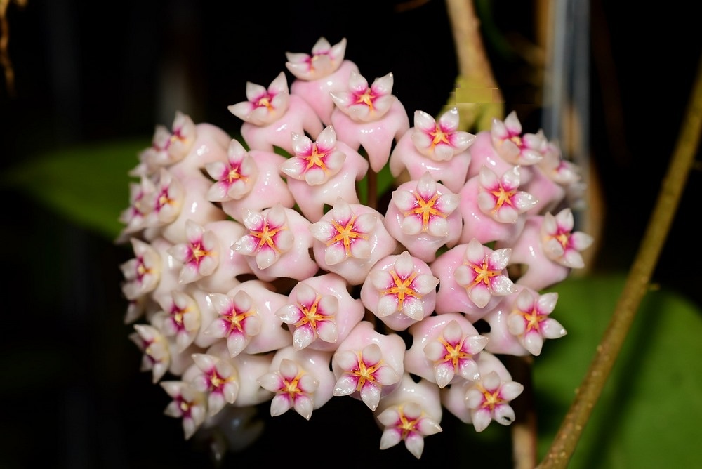 Hoya parasitica purple for sale 1