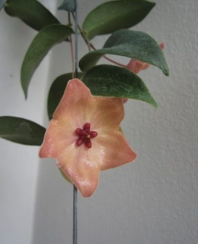 Hoya patella pink flower