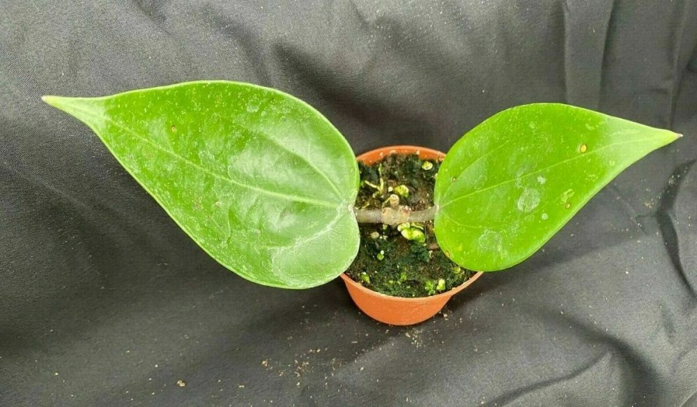 hoya polystachya