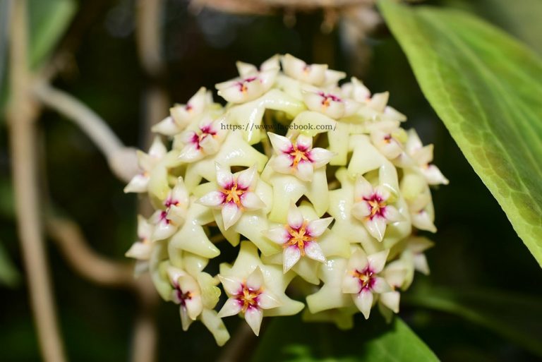 Unique Hoya sp. Bulusan Starter Plant | 1