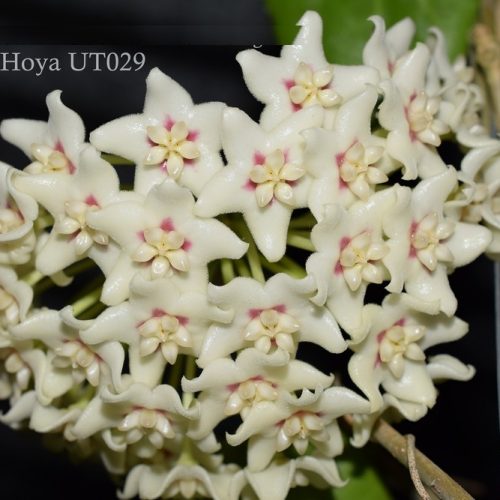 Hoya UT-029