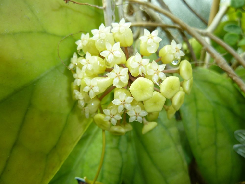 Hoya vitellinoides - Image 2