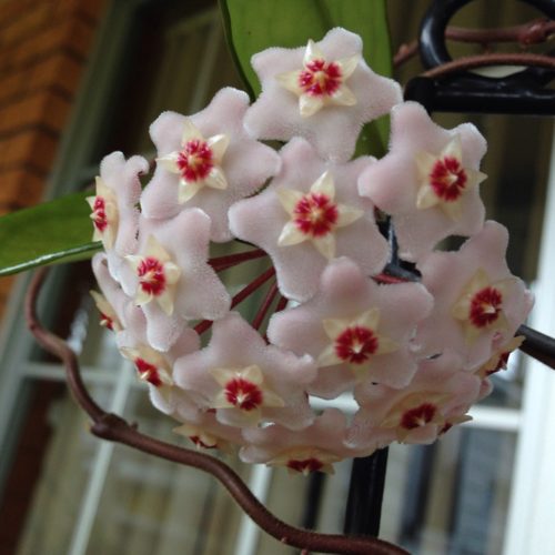 Hoya carnosa chelsea