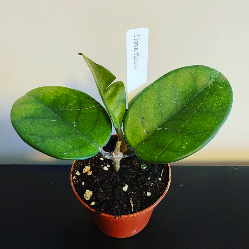 Hoya Fungii Plant For Sale | New Price 2023 - Shop Now!