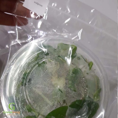 Tissue Culture Pre-order - Alocasia Scalprum