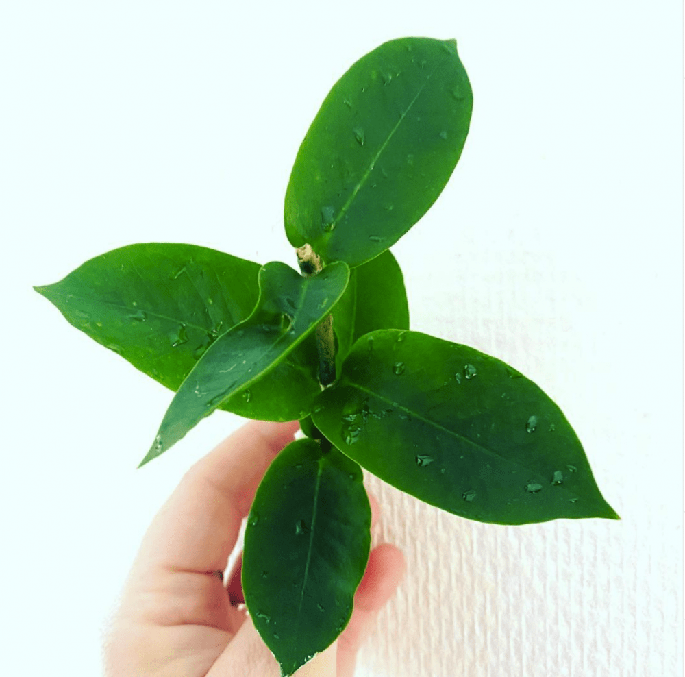 Hoya densifolia