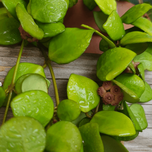 Hoya heuschkeliana pink
