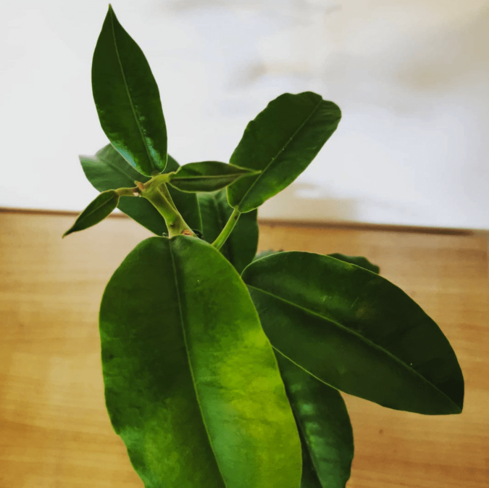 Hoya imperialis pink