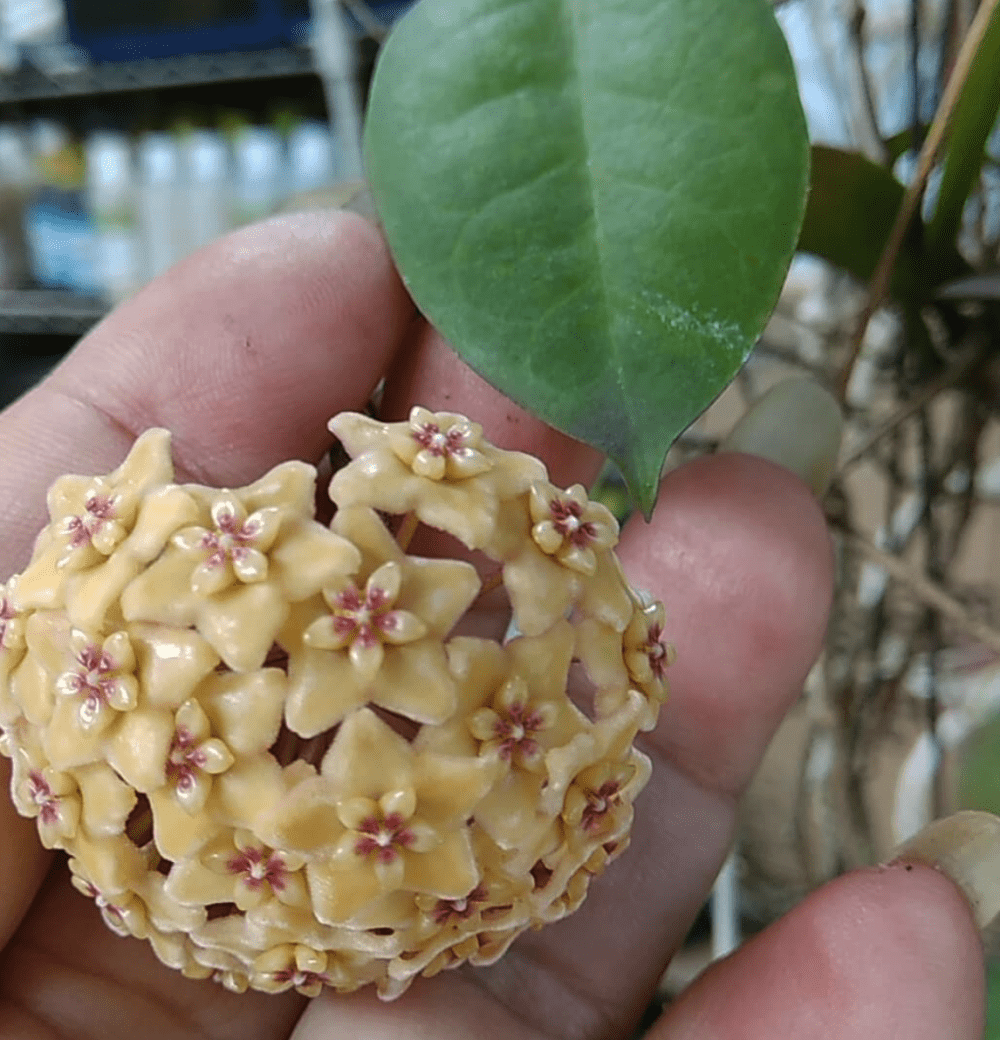 Hoya kenejiana red corona