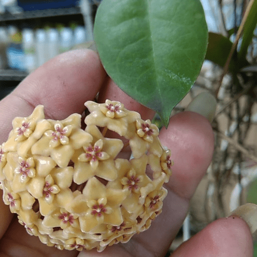 Hoya kenejiana red corona