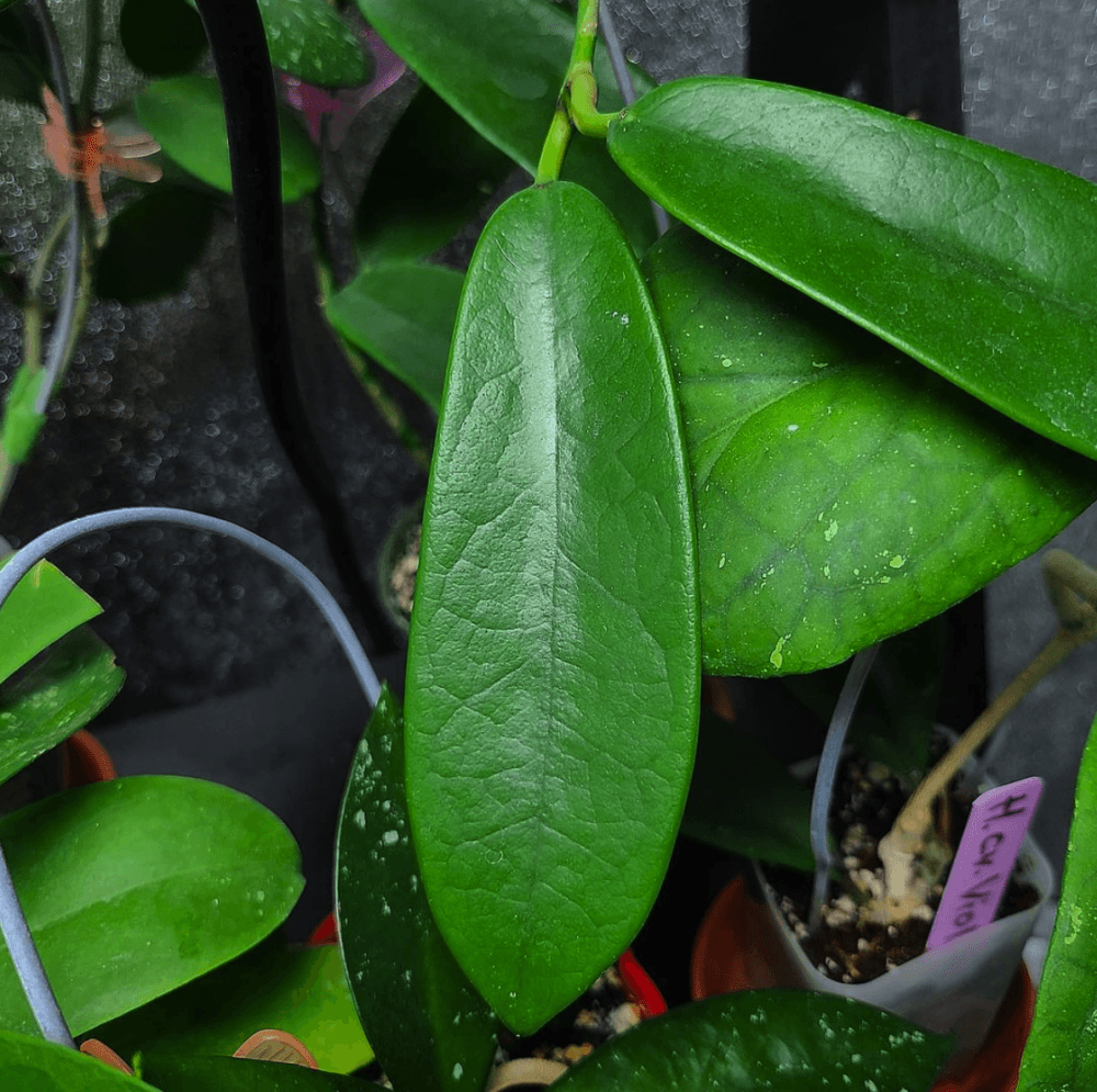 Hoya meliflua