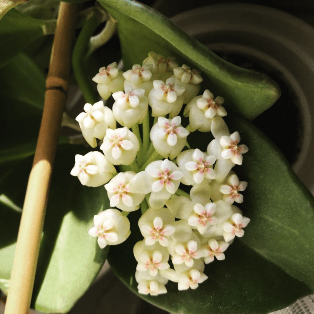 Hoya pachyclada