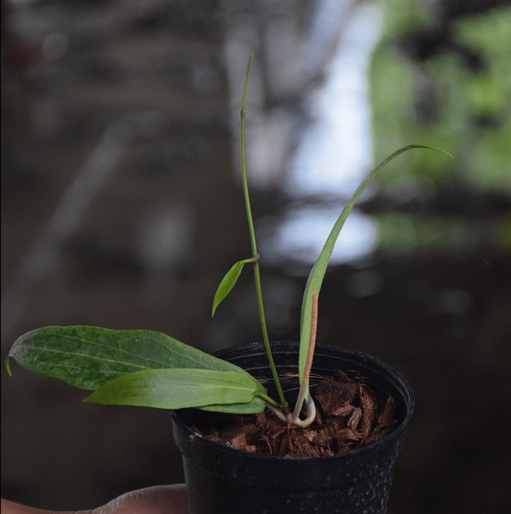 Hoya sp. DMC 1622 Philippines IML 0831