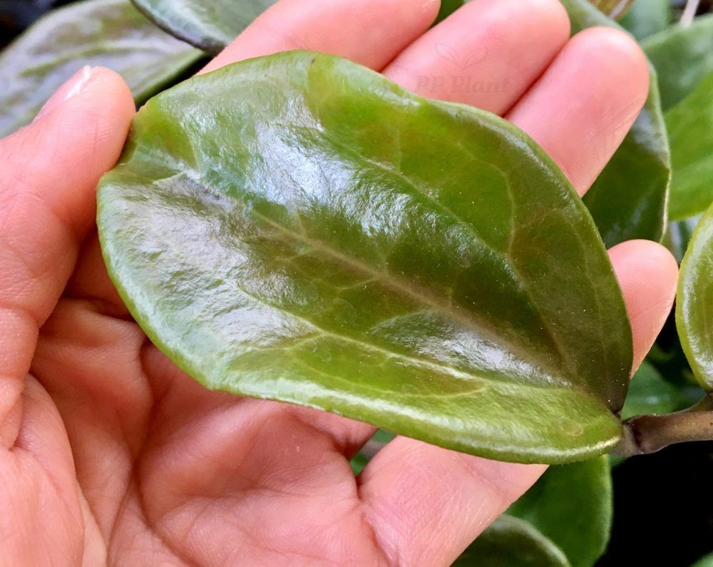 Hoya surigaoensis