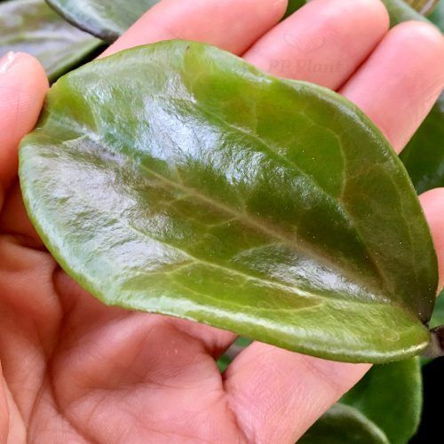 Hoya surigaoensis