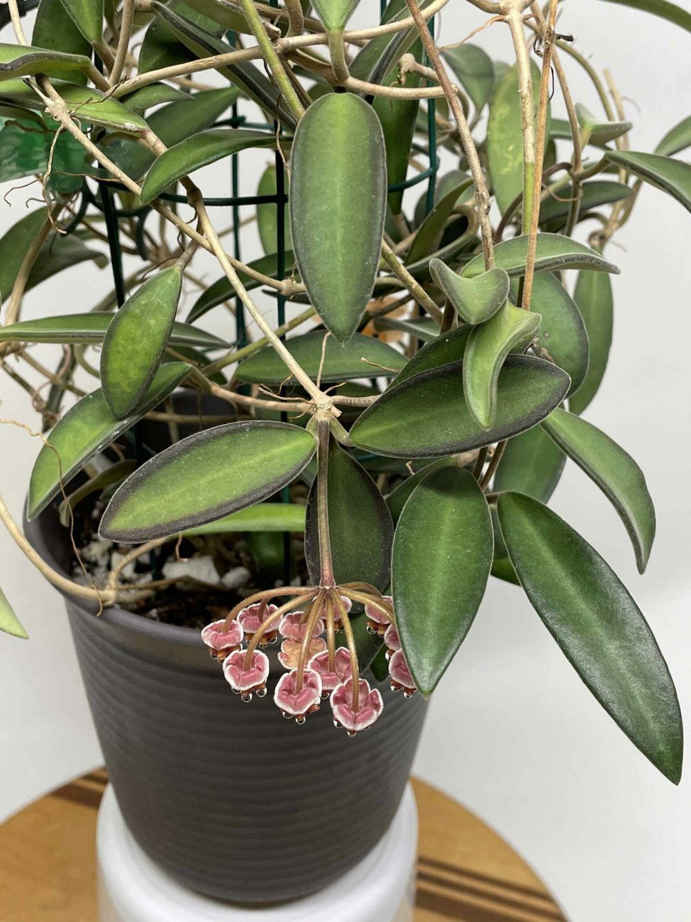 Hoya anncajanoae