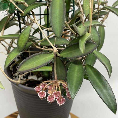 Hoya anncajanoae