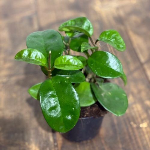 Hoya carnosa krinkle