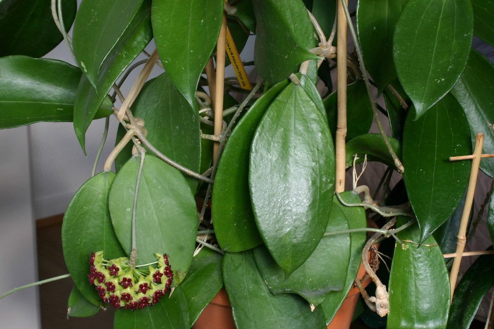 Hoya cinnamomifolia UT 057