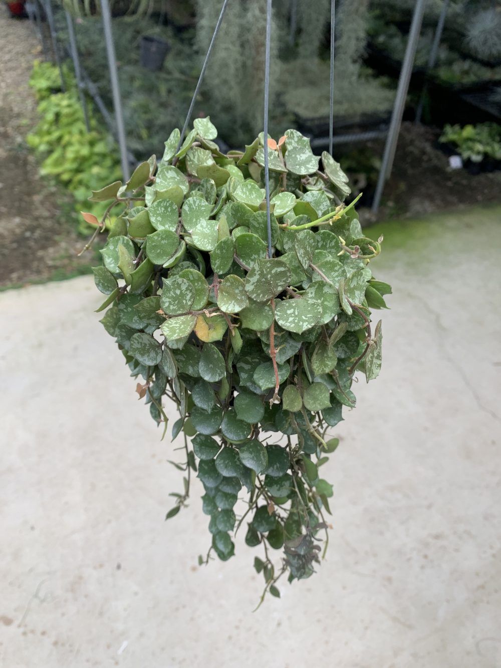 Hoya Curtisii