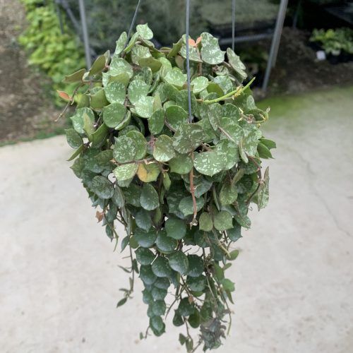 Hoya Curtisii