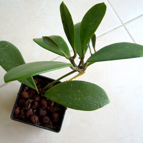 Hoya excavata