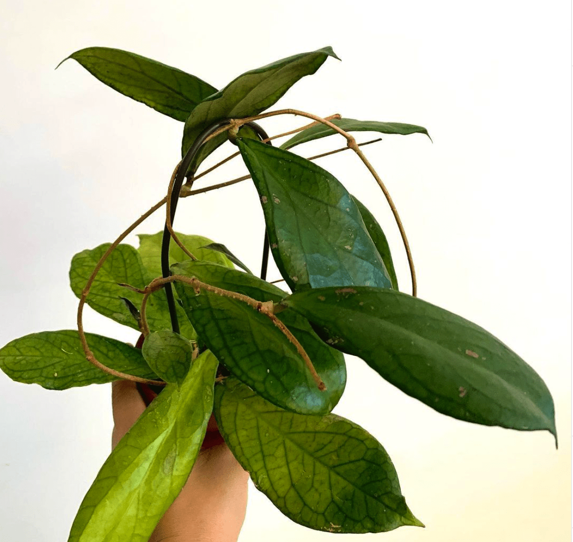 Hoya forbesii