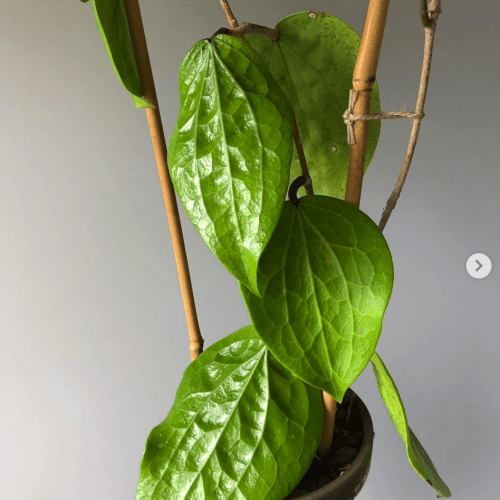Hoya glabra Schlechter