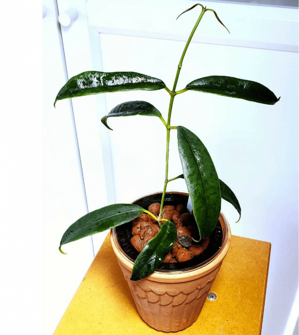 Hoya greenii