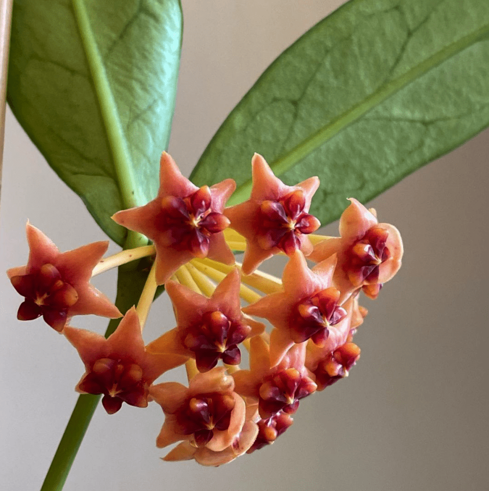 Hoya lobbii IML 1524