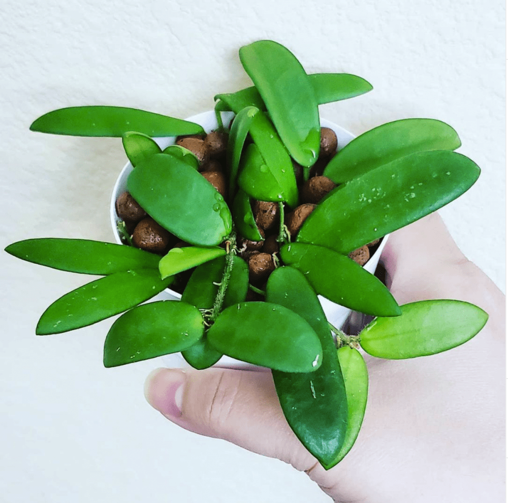 Hoya lyi