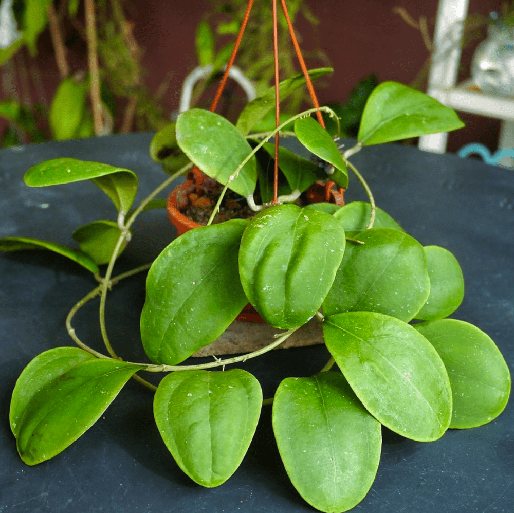 Hoya Rintzii